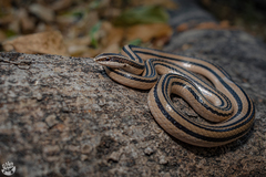 Conophis vittatus