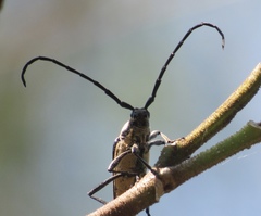Sphaenothecus trilineatus
