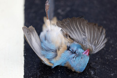 Uraeginthus cyanocephalus