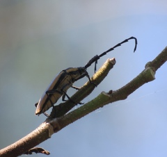 Sphaenothecus trilineatus