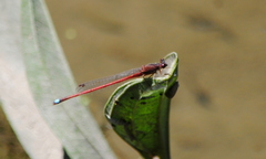 Oxyagrion rubidum