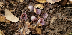 Geoscypha violacea