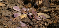 Geoscypha violacea