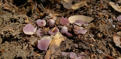 Geoscypha violacea