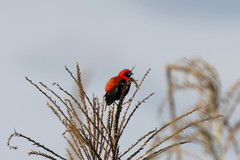 Euplectes hordeaceus