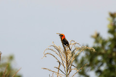 Euplectes hordeaceus