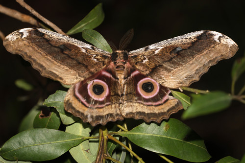 Speckled Emperor
