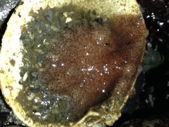 Kaburakia excelsa