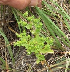 Euphorbia spathulata