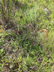 Fritillaria biflora biflora