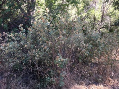 Malacothamnus lucianus