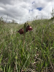 Fritillaria biflora biflora