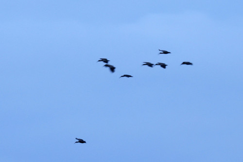 Hadada Ibis