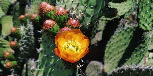 Image of Opuntia streptacantha by (c) Tereso Hernández Morales, some rights reserved (CC BY)