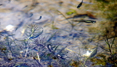 Cnesterodon decemmaculatus