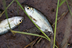 Brycinus