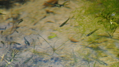 Cnesterodon decemmaculatus