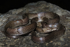Leptodeira nigrofasciata