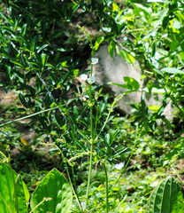 Echinodorus grandiflorus