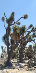 Yucca filifera