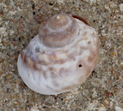 Amphibola crenata