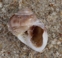 Amphibola crenata