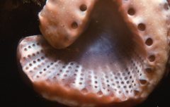 Sycozoa cerebriformis