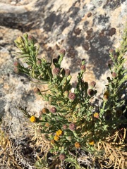 Erigeron petrophilus