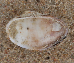 Barbatia novaezealandiae