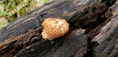 Polyporus mcmurphyi