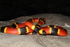 Brown's Coralsnake - Photo (c) marsore, some rights reserved (CC BY-NC), uploaded by marsore