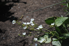 Echinodorus grandiflorus