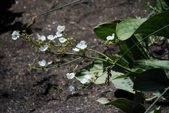 Echinodorus grandiflorus