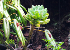 Echeveria quitensis