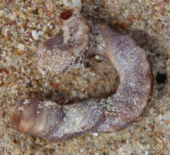 Thylacodes aotearoicus