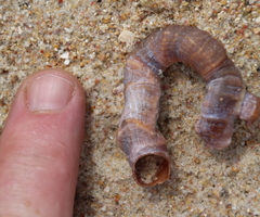 Thylacodes aotearoicus