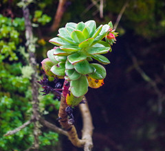 Echeveria quitensis