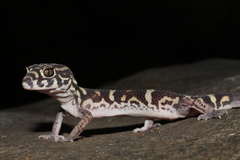 Coleonyx