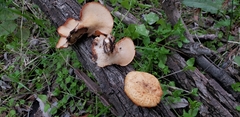 Polyporus mcmurphyi