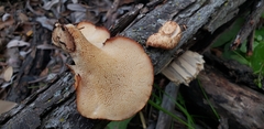 Polyporus mcmurphyi