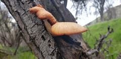 Polyporus mcmurphyi