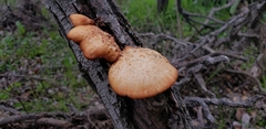 Polyporus mcmurphyi