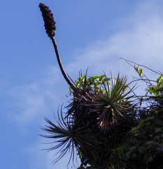 Puya glomerifera