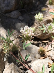 Trifolium obtusiflorum