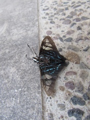 Phocides belus