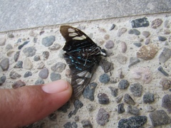 Phocides belus