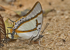 Polyura eudamippus