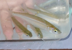 Topsmelt photo 4