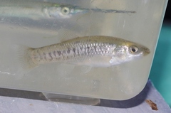 Fundulus parvipinnis