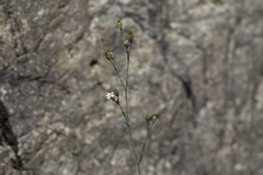 Petrorhagia alpina